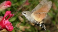 Humming-bird Hawk-moth by David Green