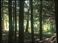 Forest