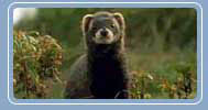 Polecat