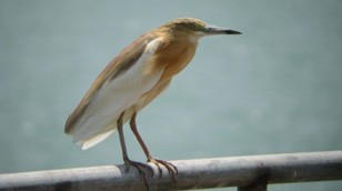 Squacco by Lieutenant Rolf Williams
