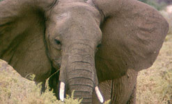African elephant