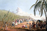 'Slaves Fell The Ripe Sugar, paentiad gan William Clark.