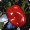 Red pepper