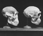 Skulls of early hominids