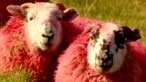 Red and Blue Sheep