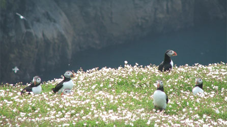 Pembrokeshire coast. Photo: Steve Garrat