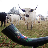 Alphorn with cow