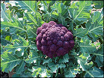 A purple cauliflower ready to pick