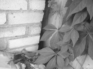 leaves/wall