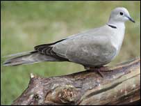 Collared Dove