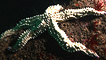 A spiny starfish by Kate Lock