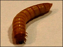 A mealworm at the BBC 