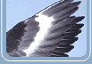 Skua wing