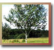 Silver Birch