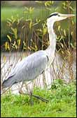 Broads heron