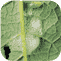 Cuckoo spit