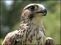 Peregrine Falcon