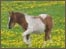 Shetland Pony