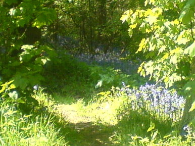 Bluebell wood