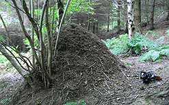 Wood ant nests can reach as high as a man's shoulders