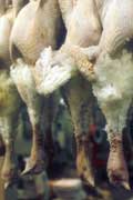 Dead turkeys hanging in a butcher shop