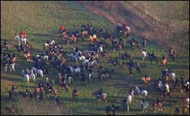A hunt in action