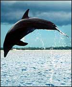 dolphin jumping