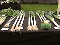 Row of leeks