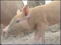 pig