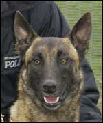 Blitz the dog