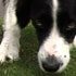 Peroni the dog 