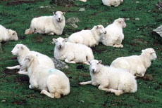 Sheep on a Welsh hillside
