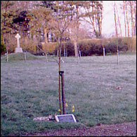 A sapling planted by Patricia, beneath it is the memorial stone to her mother, Dorothy Ellen Gillard