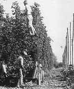 Hop picking