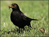 Blackbird