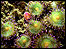 Jewel Anemone