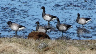 Brent Geese in Iceland