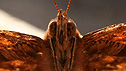 Moth