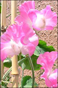 sweet peas