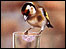 Steven Lingham's wildlife work