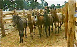 Pony sales near Lyndhurst