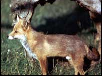 Fox