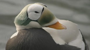Spectacled Eider by Laura Whitehouse