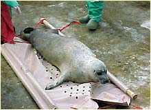 a sick seal being rescued by the RSPCA.