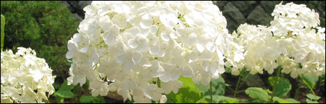 Hydrangea arborescens 