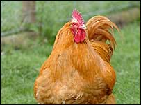 Chicken