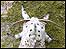 Moth