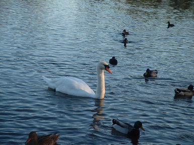 King of the pond