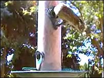 Image from a Gardenature webcam