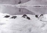 Photo of penquins from Amundsen's Antarctic expedition